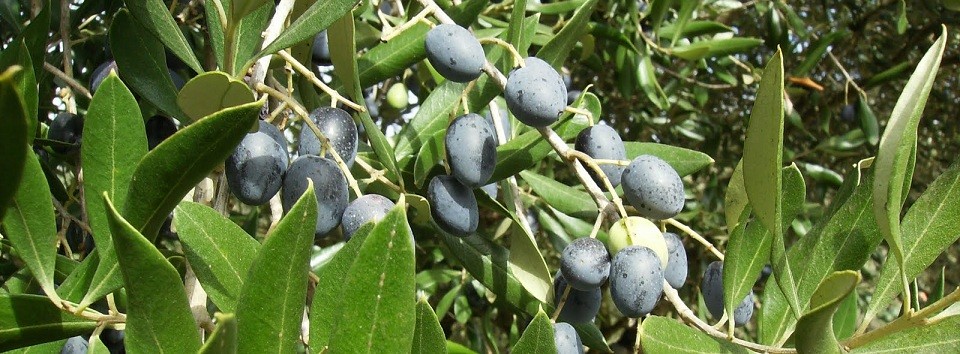 Olivicultura