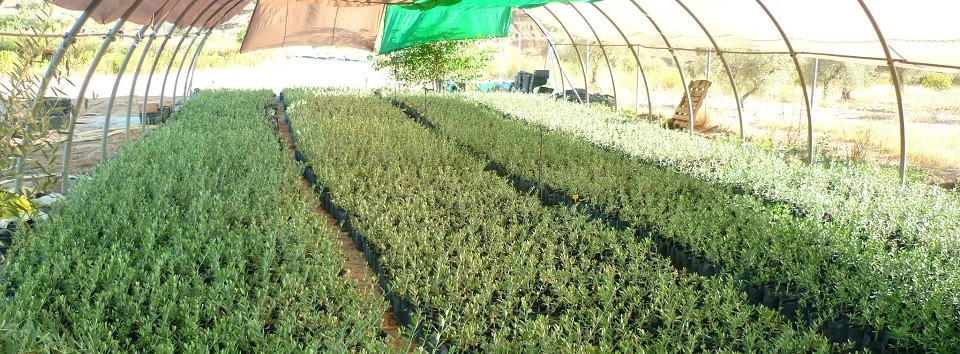 Viveiros de Oliveiras